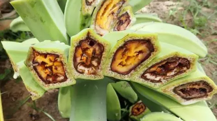 Musim Hujan Picu Penyebaran Penyakit Tanaman Darah Pisang